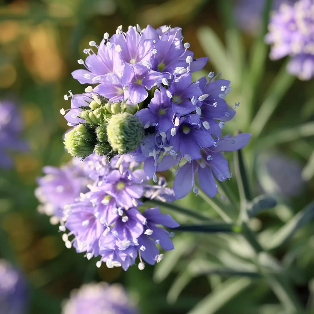 Globe Gilia Seeds – Sky-Blue Pollinator Wildflower – 100 Seeds – Outdoor - Image 2