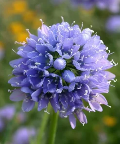 Globe Gilia Seeds – Sky-Blue Pollinator Wildflower – 100 Seeds – Outdoor - Image 3