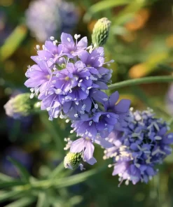 Globe Gilia Seeds – Sky-Blue Pollinator Wildflower – 100 Seeds – Outdoor - Image 4