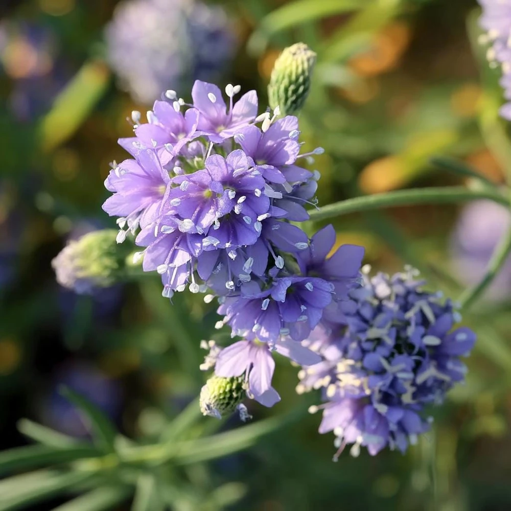 Globe Gilia Seeds – Sky-Blue Pollinator Wildflower – 100 Seeds – Outdoor - Image 4