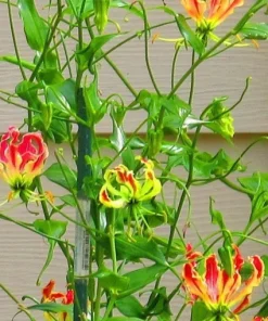 Gloriosa Lily Rhizomes - Flame Lily Bulbs - Exotic Red & Yellow Flowers - 1 Tuber - Image 2