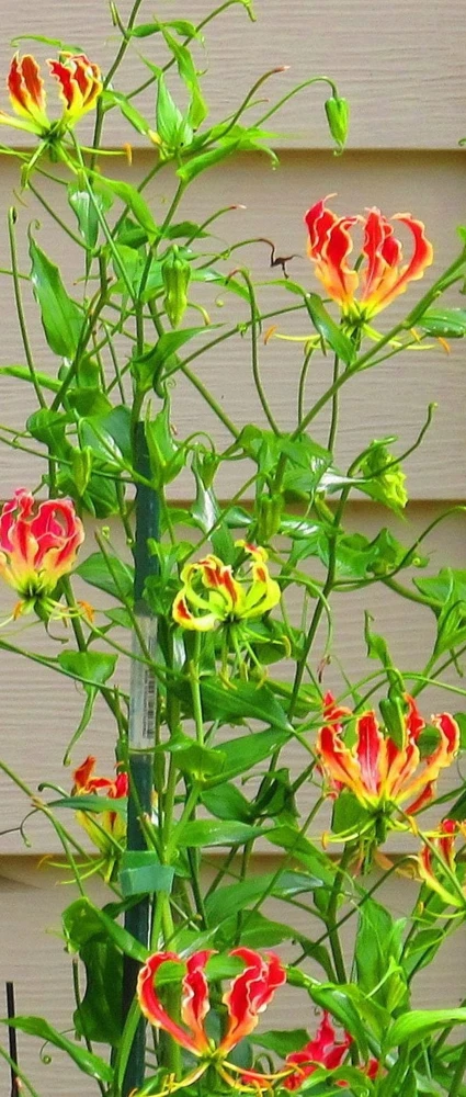 Gloriosa Lily Rhizomes - Flame Lily Bulbs - Exotic Red & Yellow Flowers - 1 Tuber - Image 2