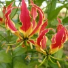 Gloriosa Lily Rhizomes - Flame Lily Bulbs - Exotic Red & Yellow Flowers - 1 Tuber - Image 1