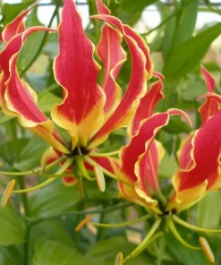 Gloriosa Lily Rhizomes - Flame Lily Bulbs - Exotic Red & Yellow Flowers - 1 Tuber - Image 1