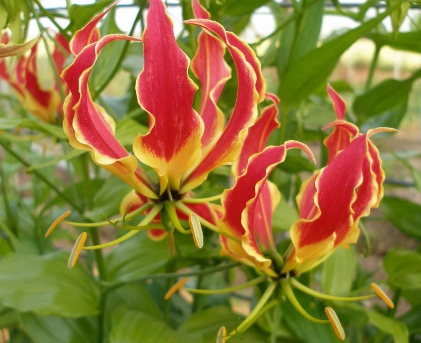 Gloriosa Lily Rhizomes - Flame Lily Bulbs - Exotic Red & Yellow Flowers - 1 Tuber - Image 1