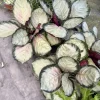 Goeppertia Roseopicta Live Prayer Plant - Decorative Indoor Tropical Houseplant - Image 1