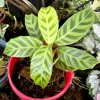Goeppertia Zebrina Live Plant - Zebra Calathea Indoor Houseplant - Image 1