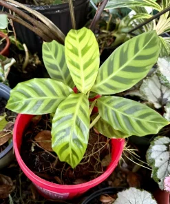 Goeppertia Zebrina Live Plant - Zebra Calathea Indoor Houseplant - Image 1