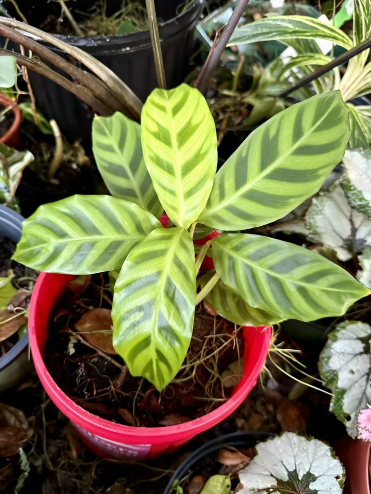 Goeppertia Zebrina Live Plant - Zebra Calathea Indoor Houseplant - Image 1