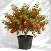 Goji Berry Live Plant, 4-8 Inch, Red Tropical Perennial Fruit Bush for Planting - Image 1