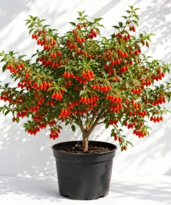 Goji Berry Live Plant, 4-8 Inch, Red Tropical Perennial Fruit Bush for Planting - Image 1