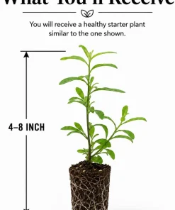 Goji Berry Live Plant, 4-8 Inch, Red Tropical Perennial Fruit Bush for Planting - Image 2