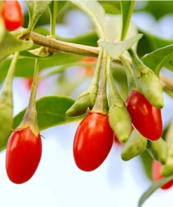 Goji Berry Live Plant – Red Goji Bush for Home Garden, 4-8 Inch Tall - Image 3