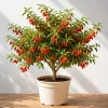 Goji Berry Live Plant – Red Goji Bush for Home Garden, 4-8 Inch Tall - Image 1