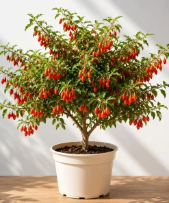 Goji Berry Live Plant – Red Goji Bush for Home Garden, 4-8 Inch Tall - Image 1