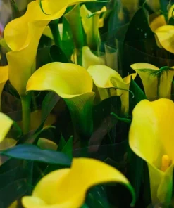 Gold Cup Calla Lily Bulbs - 2 Live Flower Bulbs - Vibrant Yellow Gold, Outdoor Perennial - Image 2