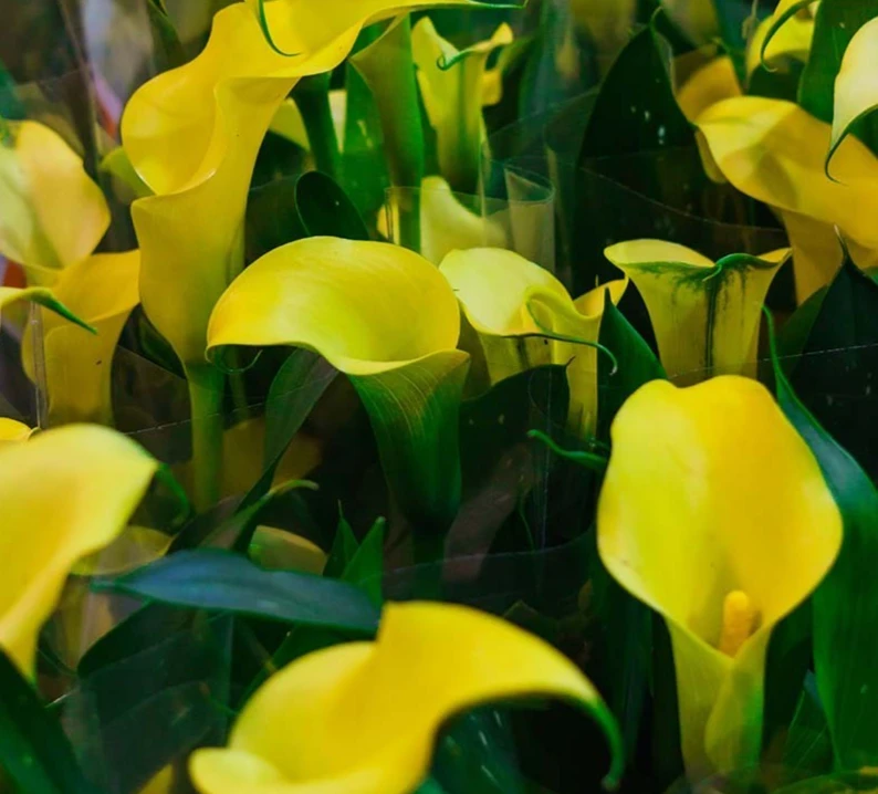 Gold Cup Calla Lily Bulbs - 2 Live Flower Bulbs - Vibrant Yellow Gold, Outdoor Perennial - Image 2