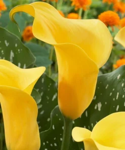 Gold Cup Calla Lily Bulbs - 2 Live Flower Bulbs - Vibrant Yellow Gold, Outdoor Perennial - Image 3