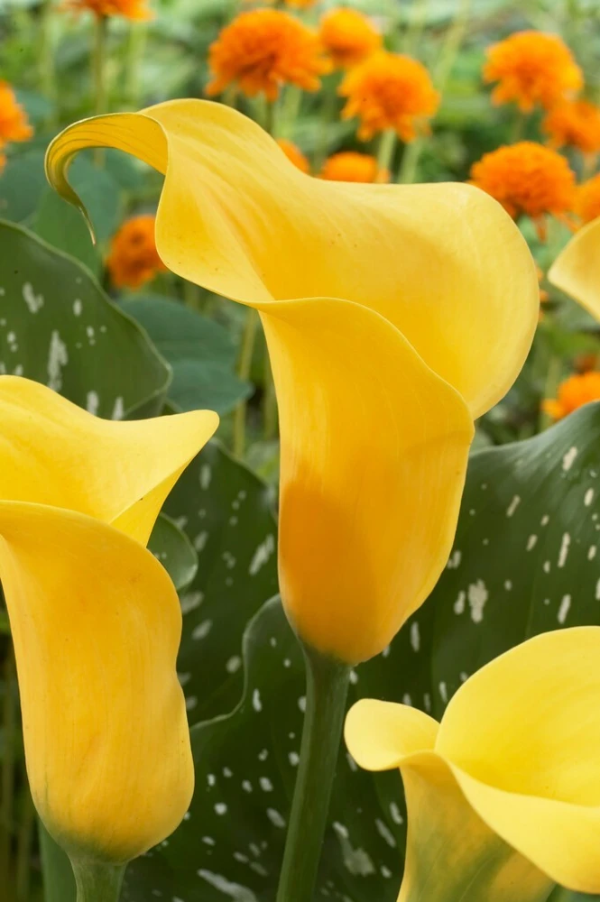 Gold Cup Calla Lily Bulbs - 2 Live Flower Bulbs - Vibrant Yellow Gold, Outdoor Perennial - Image 3