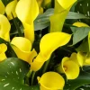 Gold Cup Calla Lily Bulbs - 2 Live Flower Bulbs - Vibrant Yellow Gold, Outdoor Perennial - Image 1