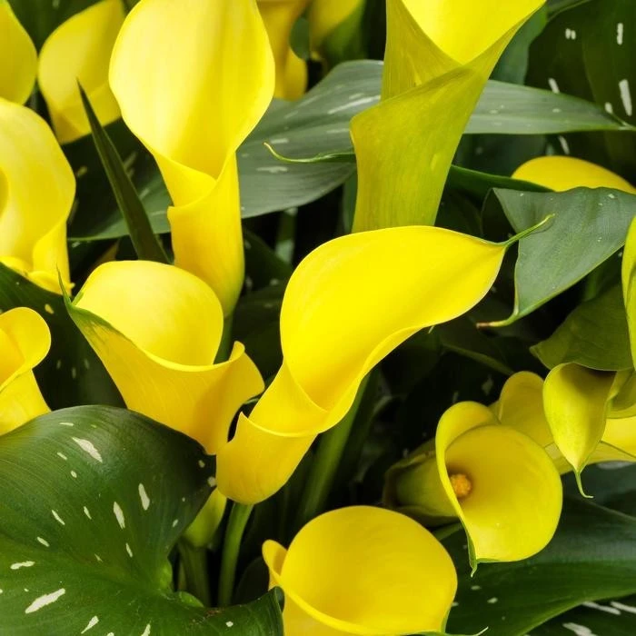 Gold Cup Calla Lily Bulbs - 2 Live Flower Bulbs - Vibrant Yellow Gold, Outdoor Perennial - Image 1