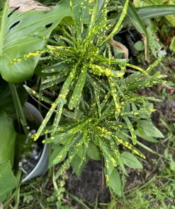Gold Dust Croton Live Plant - Tall Codiaeum Variegatum Tropical Houseplant - Image 1
