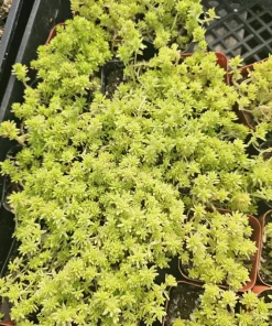 Gold Dust Sedum Live Plant – Succulent, Sedum japonicum 'Tokyo Sun' – 2in or 4in Pot - Image 2