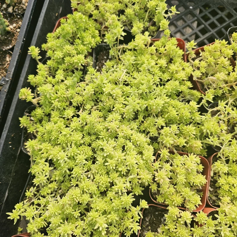 Gold Dust Sedum Live Plant – Succulent, Sedum japonicum 'Tokyo Sun' – 2in or 4in Pot - Image 2