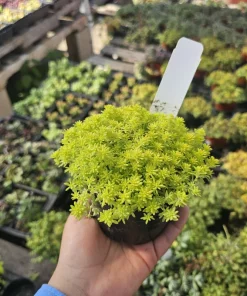 Gold Dust Sedum Live Plant – Succulent, Sedum japonicum 'Tokyo Sun' – 2in or 4in Pot - Image 3