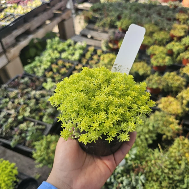 Gold Dust Sedum Live Plant – Succulent, Sedum japonicum 'Tokyo Sun' – 2in or 4in Pot - Image 3