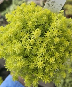 Gold Dust Sedum Live Plant – Succulent, Sedum japonicum 'Tokyo Sun' – 2in or 4in Pot - Image 4