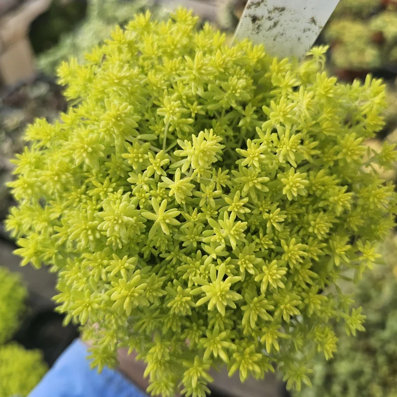 Gold Dust Sedum Live Plant – Succulent, Sedum japonicum 'Tokyo Sun' – 2in or 4in Pot - Image 4