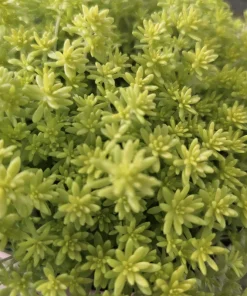 Gold Dust Sedum Live Plant – Succulent, Sedum japonicum 'Tokyo Sun' – 2in or 4in Pot - Image 5