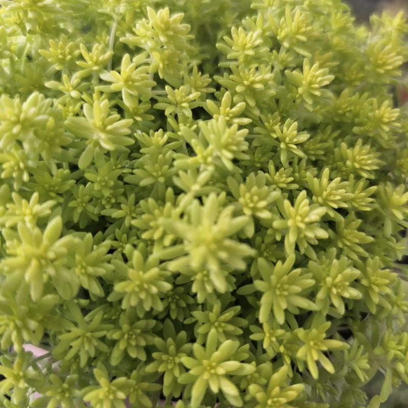 Gold Dust Sedum Live Plant – Succulent, Sedum japonicum 'Tokyo Sun' – 2in or 4in Pot - Image 5