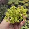 Gold Dust Sedum Live Plant – Succulent, Sedum japonicum 'Tokyo Sun' – 2in or 4in Pot - Image 1