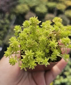Gold Dust Sedum Live Plant – Succulent, Sedum japonicum 'Tokyo Sun' – 2in or 4in Pot - Image 1