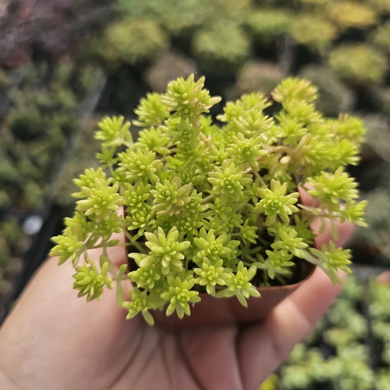 Gold Dust Sedum Live Plant – Succulent, Sedum japonicum 'Tokyo Sun' – 2in or 4in Pot - Image 1