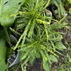 Gold Dust Star Croton Live Plant - Codiaeum Variegatum Houseplant - Image 1