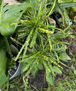 Gold Dust Star Croton Live Plant - Codiaeum Variegatum Houseplant - Image 1