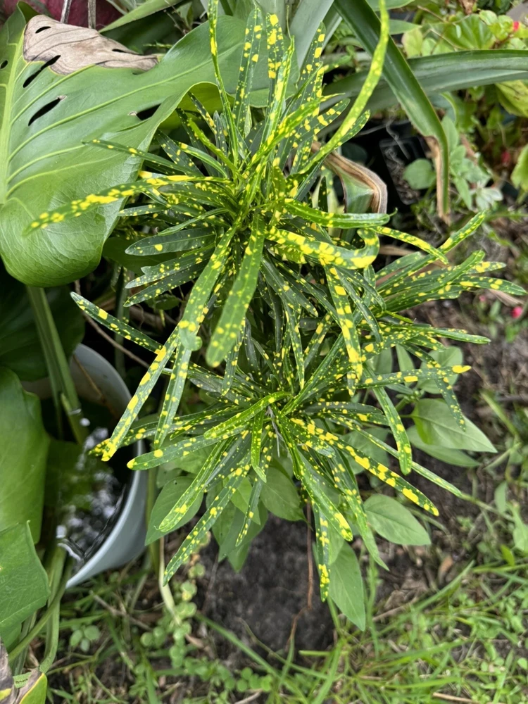 Gold Dust Star Croton Live Plant - Codiaeum Variegatum Houseplant - Image 1
