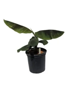 Gold Finger Banana Tree - Image 2