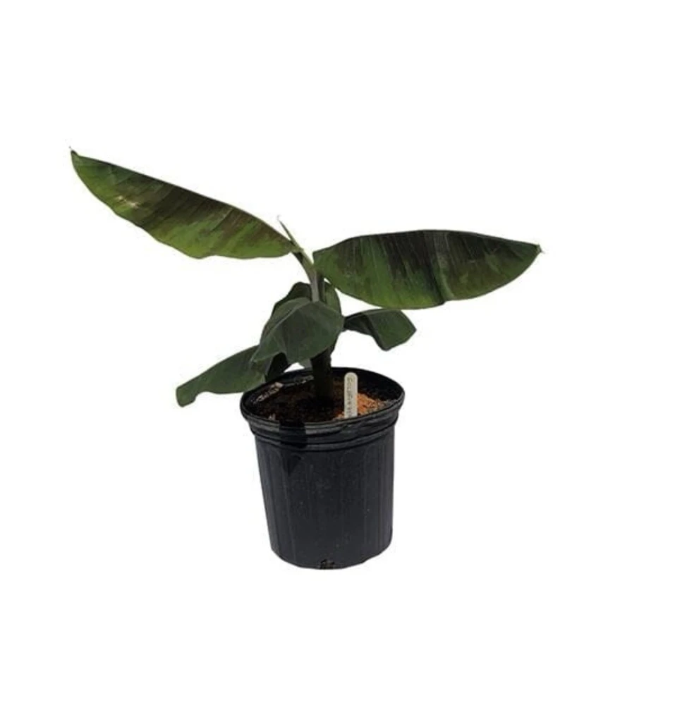 Gold Finger Banana Tree - Image 2