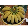 Gold Finger Banana Tree - Image 1