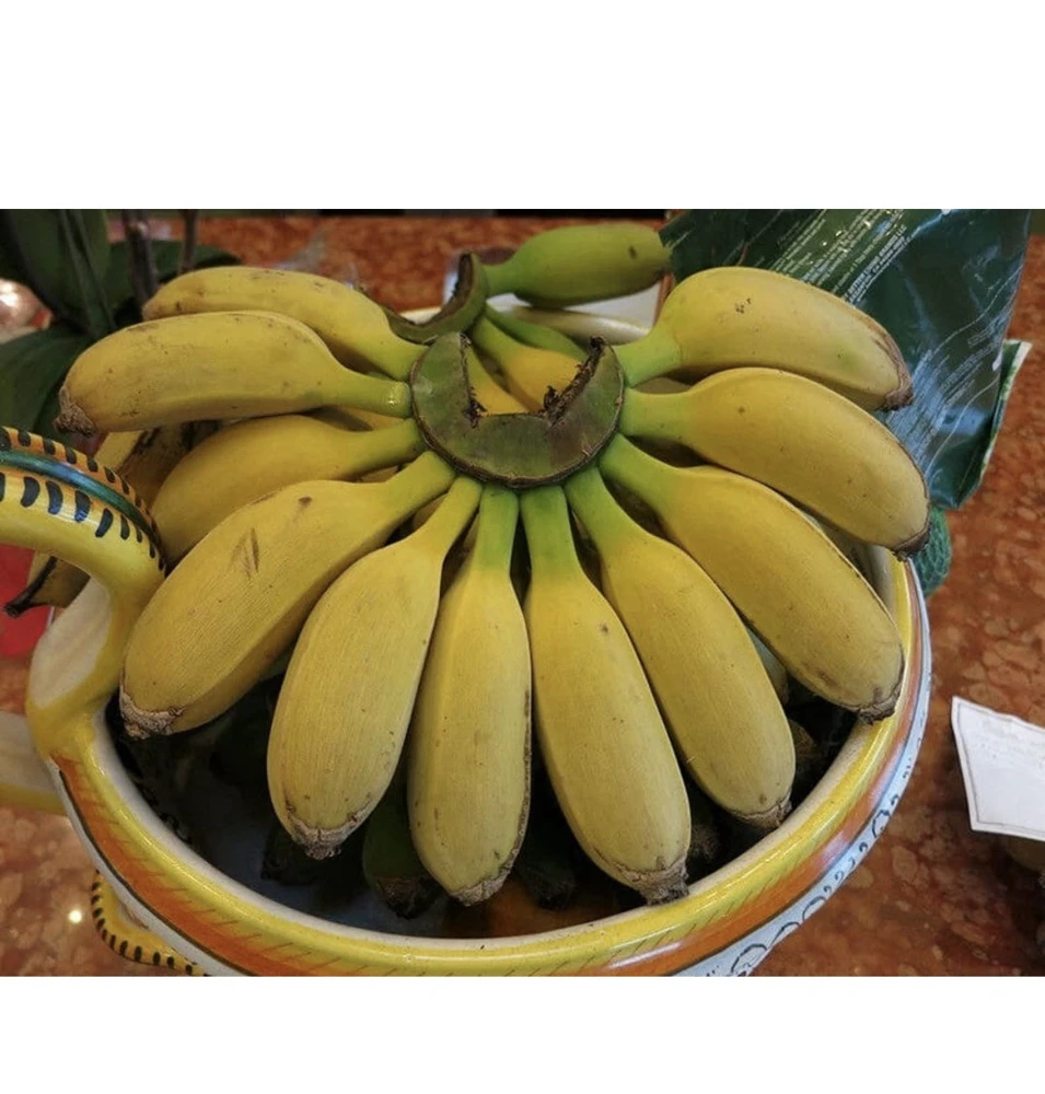 Gold Finger Banana Tree - Image 1