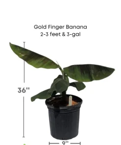 Gold Finger Banana Tree - Image 3