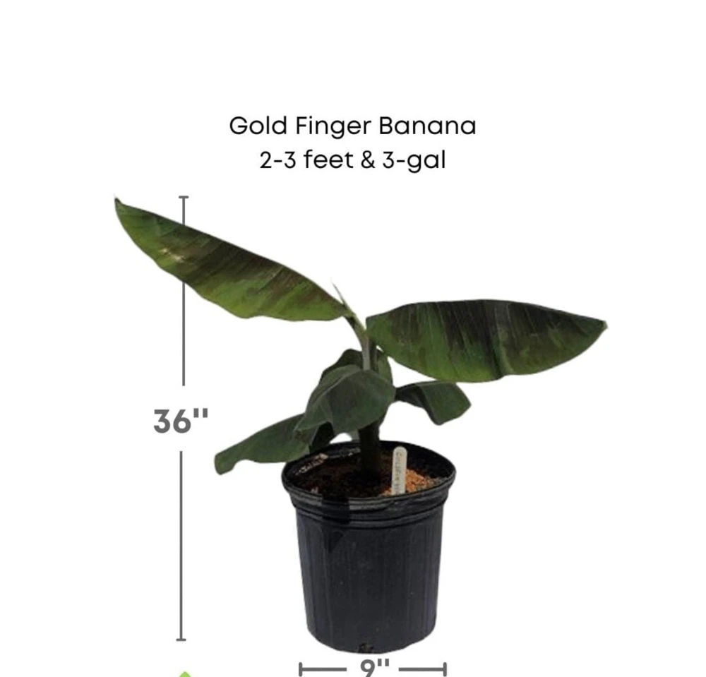 Gold Finger Banana Tree - Image 3