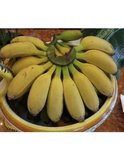 Gold Finger Banana Tree Live Plant - Super Sweet Fruit, Potted - Image 1