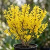 Gold Forsythia Live Plant - Golden Bells Shrub, 6-12" Tall, 4" Pot, Outdoor - Image 1