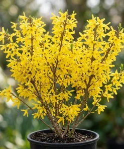 Gold Forsythia Live Plant - Golden Bells Shrub, 6-12" Tall, 4" Pot, Outdoor - Image 1