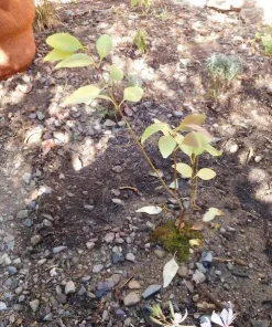 Gold Forsythia Live Plant - Golden Bells Shrub, 6-12